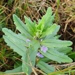 Ajuga integrifolia habit picture by susan brown (cc-by-sa)