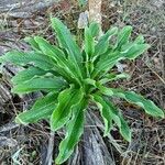 Lilium candidum leaf picture by kaladtube (cc-by-sa)