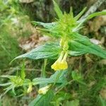 Melampyrum catalaunicum flower picture by Miren Erroteta (cc-by-sa)