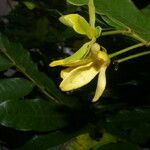 Guatteria dolichopoda flower picture by Nelson Zamora Villalobos (cc-by-nc)