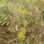 Thapsia villosa flower picture by Redondo Orlando (cc-by-sa)