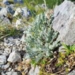 Achillea clavennae habit picture by Jani Zadrgal (cc-by-sa)