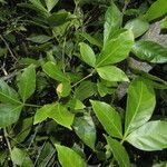 Paullinia cururu leaf picture by Nelson Zamora Villalobos (cc-by-nc)