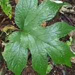 Dorstenia contrajerva leaf picture by Daniel Barthelemy (cc-by-sa)