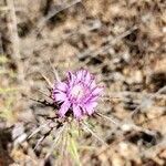 Atractylis humilis flower picture by Juan Carlos Laria (cc-by-sa)