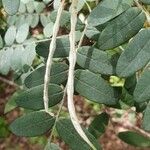 Sophora macrocarpa fruit picture by Pauli Sam (cc-by-sa)