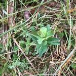 Hypericum elodes leaf picture by David Hocken (cc-by-sa)