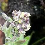 Draba hallii flower picture by Fabien Anthelme (cc-by-sa)