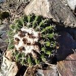 Parodia mammulosa leaf picture by robertoPablo (cc-by-sa)