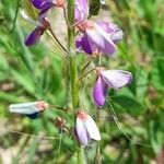 Desmodium subsericeum flower picture by Trap Hers (cc-by-sa)