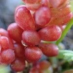 Sedum atratum fruit picture by Yoan MARTIN (cc-by-sa)