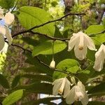 Halesia carolina flower picture by joanna joanna p (cc-by-sa)