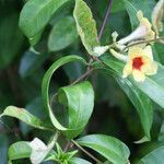 Mandevilla hirsuta habit picture by R. Tournebize (cc-by-sa)