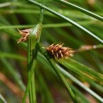 Carex remota fruit picture by Jürgen Straßgütl (cc-by-sa)