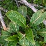 Phytolacca bogotensis leaf picture by Lemaire Romain (cc-by-sa)