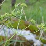 Bupleurum petraeum habit picture by Yoan MARTIN (cc-by-sa)