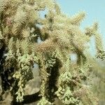 Cylindropuntia fulgida flower picture by Daniel Barthelemy (cc-by-nc)