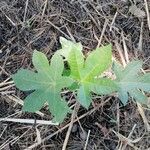 Ricinus communis leaf picture by Vos Martijn (cc-by-sa)