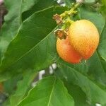 Bunchosia armeniaca fruit picture by catarino joap paulo (cc-by-sa)