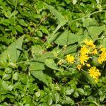 Hieracium prenanthoides habit picture by Martin Bishop (cc-by-sa)