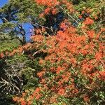 Embothrium coccineum habit picture by Daniel Barthelemy (cc-by-nc)