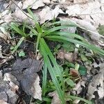 Carex ferruginea leaf picture by S G (cc-by-sa)