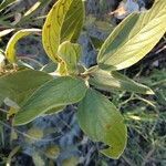 Ceanothus americanus leaf picture by Jackson Campbell (cc-by-sa)