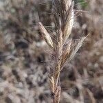 Bromus lanceolatus fruit picture by Jordan Galli (cc-by-sa)