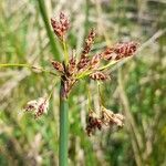 Schoenoplectus californicus flower picture by Trap Hers (cc-by-sa)