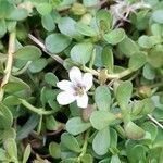 Bacopa monnieri flower picture by Trap Hers (cc-by-sa)