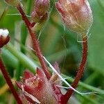 Saxifraga tridactylites fruit picture by Pierre LEON (cc-by-sa)