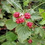 Rubus divaricatus fruit picture by Sabina Hartmann (cc-by-sa)