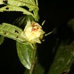 Malvaviscus arboreus fruit picture by Nelson Zamora Villalobos (cc-by-nc)