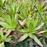 Gentianella selaginifolia leaf picture by Fabien Anthelme (cc-by-sa)