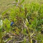 Veronica anagallis-aquatica habit picture by Pierre LEON (cc-by-sa)