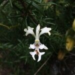 Cryptopus elatus flower picture by Hugo SANTACREU (cc-by-sa)