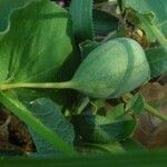 Aristolochia paucinervis fruit picture by bas yves (cc-by-sa)