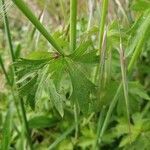 Ranunculus acris leaf picture by Curdeius Curdeius (cc-by-sa)