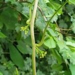 Dioscorea communis flower picture by Frank Sundermeyer (cc-by-sa)