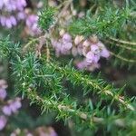 Erica cinerea leaf picture by michel cosme (cc-by-sa)