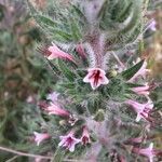 Echium asperrimum flower picture by F Javier Villar (cc-by-sa)