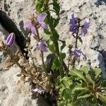 Campanula pyramidalis habit picture by Tomaž Jančar (cc-by-sa)