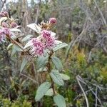 Ageratina gynoxoides flower picture by Gabriel OLLIVIER (cc-by-sa)