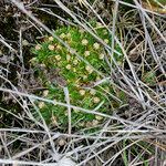 Paepalanthus pilosus habit picture by Fabien Anthelme (cc-by-sa)