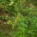 Bidens alba habit picture by Sylvain Piry (cc-by-sa)