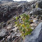 Ribes ciliatum habit picture by Fabien Anthelme (cc-by-sa)