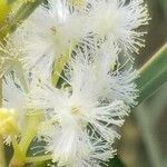 Acacia suaveolens flower picture by ian connop (cc-by-sa)