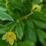 Potentilla erecta fruit picture by Pierre LEON (cc-by-sa)