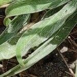 Plantago albicans leaf picture by B.P. Mar (cc-by-sa)