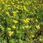 Ranunculus sardous habit picture by Gene Anderson (cc-by-sa)